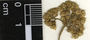 Parthenium schottii Millsp. & Chase, Mexico, J. C. Trejo-Torres 499, F